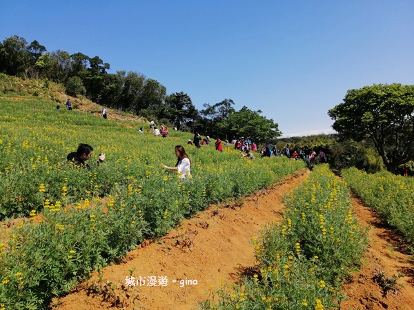 【桃園龍潭】魯冰花遍布茶園之美。 大北坑2020戀戀魯冰花季