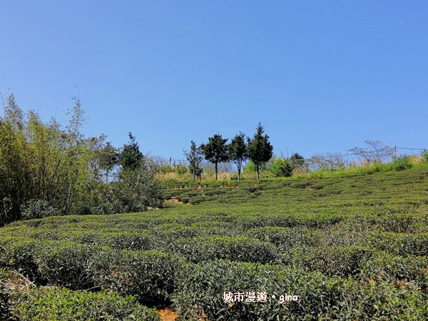 【桃園龍潭】魯冰花遍布茶園之美。 大北坑2020戀戀魯冰花季