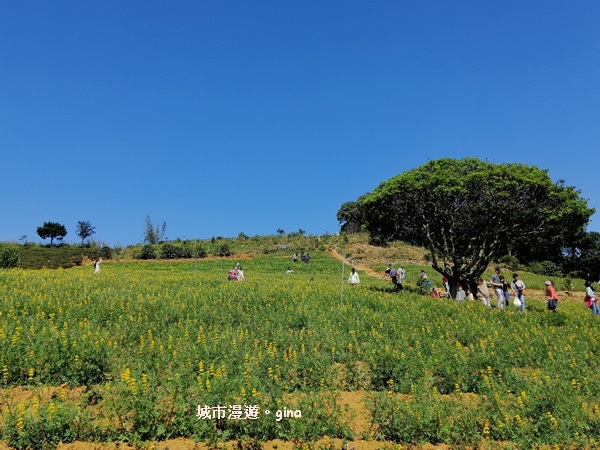 【桃園龍潭】魯冰花遍布茶園之美。 大北坑2020戀戀魯冰花季