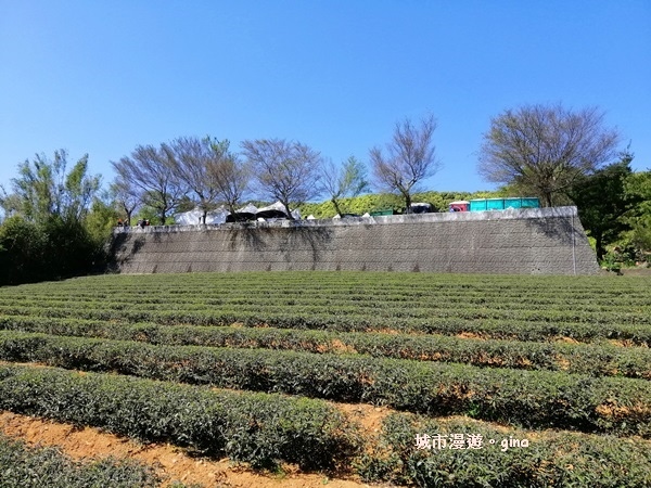 【桃園龍潭】魯冰花遍布茶園之美。 大北坑2020戀戀魯冰花季