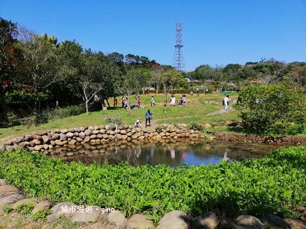 【桃園龍潭】魯冰花遍布茶園之美。 大北坑2020戀戀魯冰花季