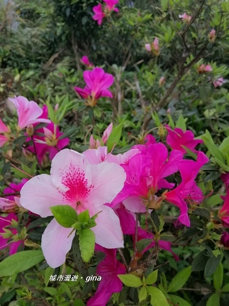 IMG_20200228_101849.jpg IMG_20200228_101849.jpg