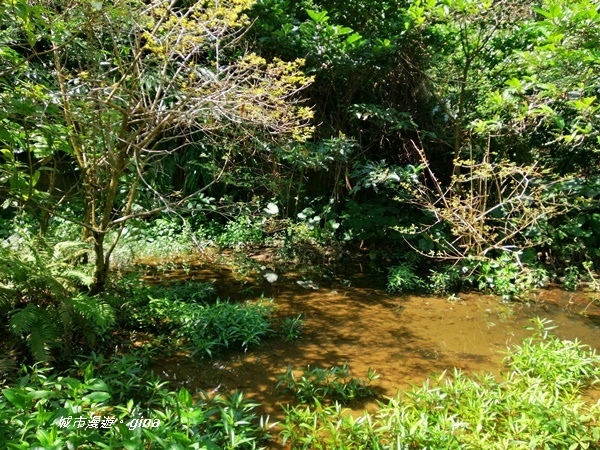 【台北大安】城市裡的綠意盎然。 富陽自然生態公園