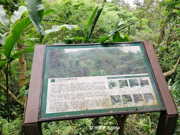 【台北大安】城市裡的綠意盎然。 富陽自然生態公園