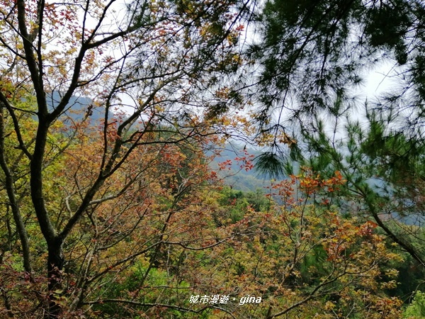 【台中北屯】台中萬里長城。 No41小百岳頭嵙山_859M 