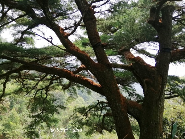 【台中北屯】台中萬里長城。 No41小百岳頭嵙山_859M 