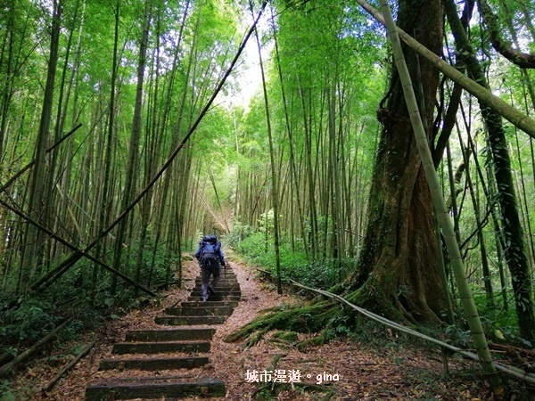 【嘉義竹崎】漫步綠意山林。 No60小百岳~奮起湖大凍山步道