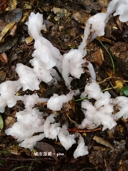 IMG_20200404_120958.jpg IMG_20200404_120958.jpg