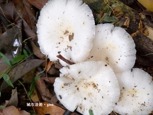 IMG_20200404_121150.jpg IMG_20200404_121150.jpg