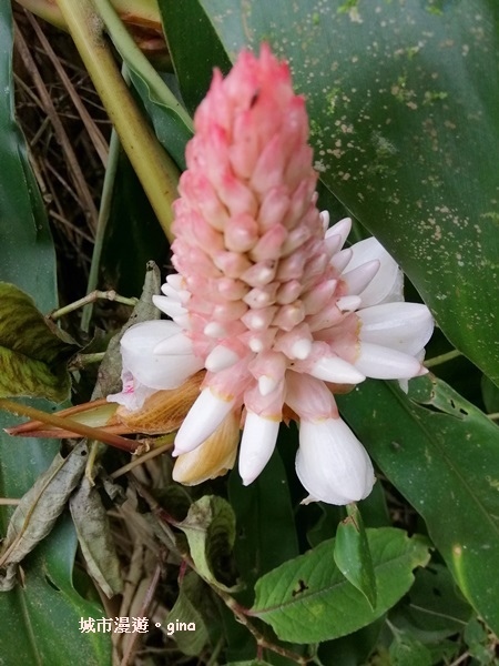 IMG_20200404_144820.jpg IMG_20200404_144820.jpg