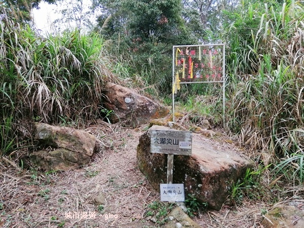 【嘉義番路】荒草漫漫。 No61小百岳~大湖尖山步道1359