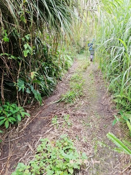 【嘉義番路】荒草漫漫。 No61小百岳~大湖尖山步道1359