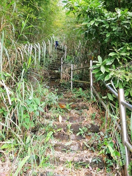 【嘉義番路】荒草漫漫。 No61小百岳~大湖尖山步道1359