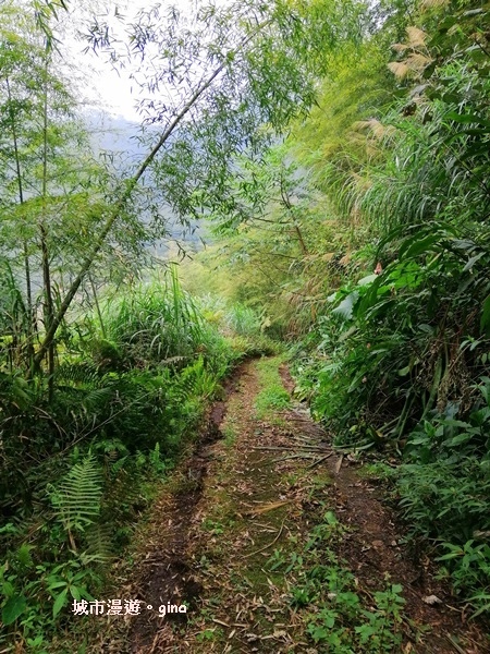 【嘉義番路】荒草漫漫。 No61小百岳~大湖尖山步道1359