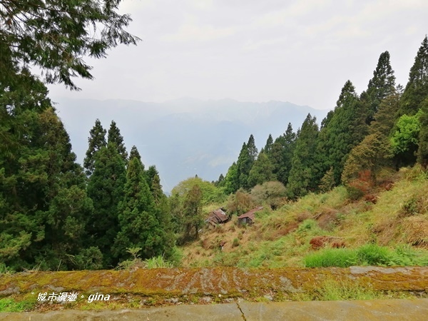 【南投信義】霧鎖山林~一趟座車比爬山還累的百岳。 No60百