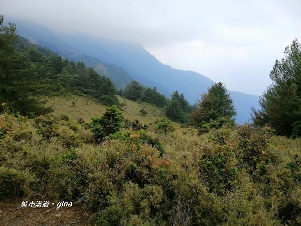 【南投信義】霧鎖山林~一趟座車比爬山還累的百岳。 No60百