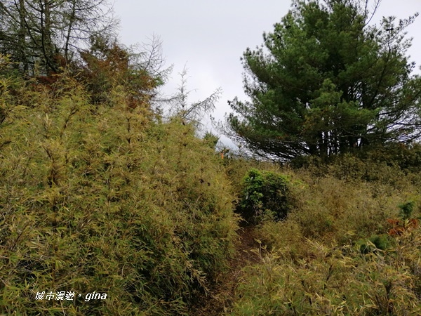 【南投信義】霧鎖山林~一趟座車比爬山還累的百岳。 No60百