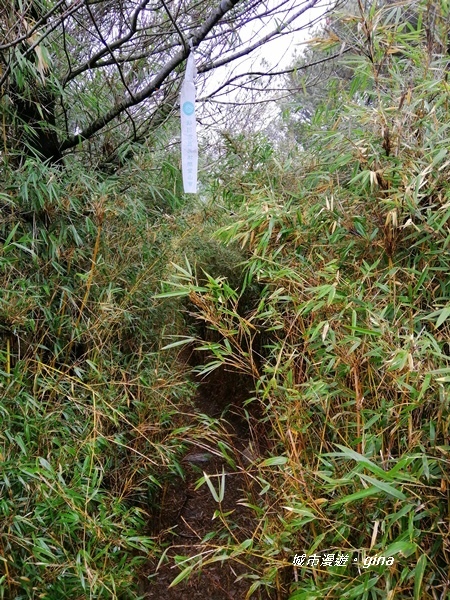 【南投信義】霧鎖山林~一趟座車比爬山還累的百岳。 No60百