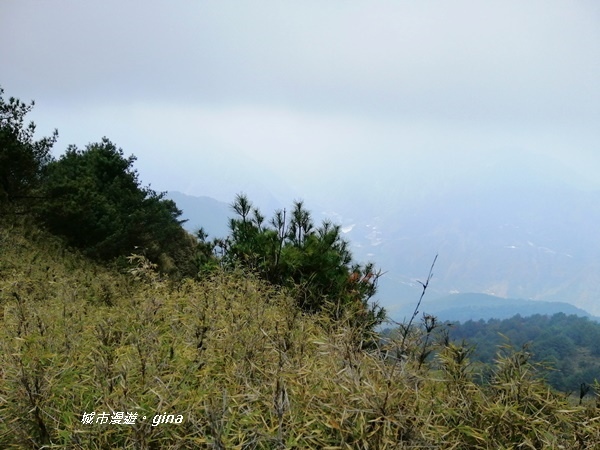 【南投信義】霧鎖山林~一趟座車比爬山還累的百岳。 No60百