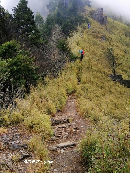 【南投信義】霧鎖山林~一趟座車比爬山還累的百岳。 No60百