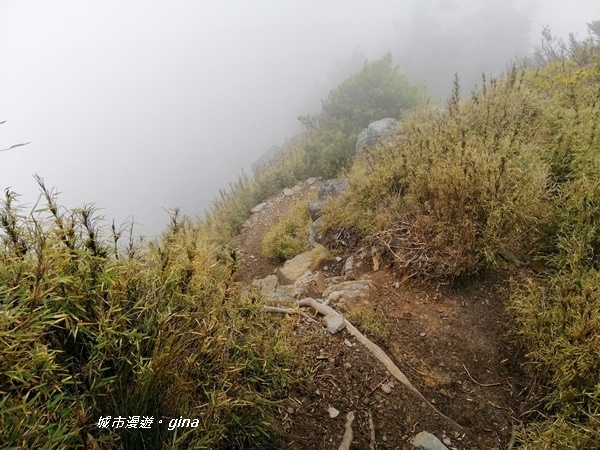 【南投信義】霧鎖山林~一趟座車比爬山還累的百岳。 No60百