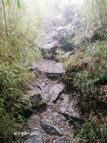 【南投信義】霧鎖山林~一趟座車比爬山還累的百岳。 No60百