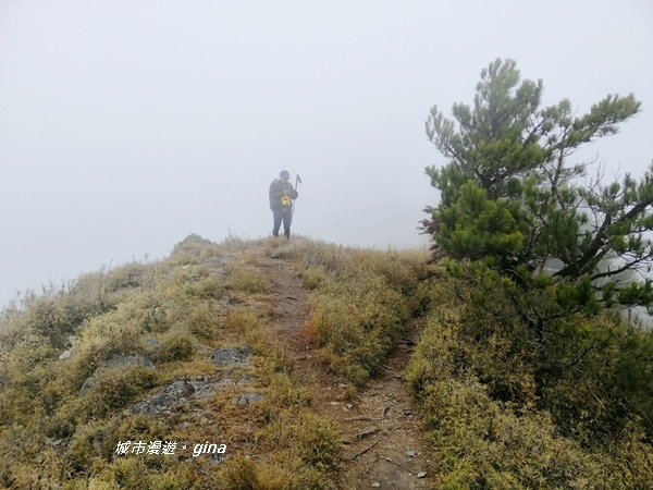 【南投信義】霧鎖山林~一趟座車比爬山還累的百岳。 No60百