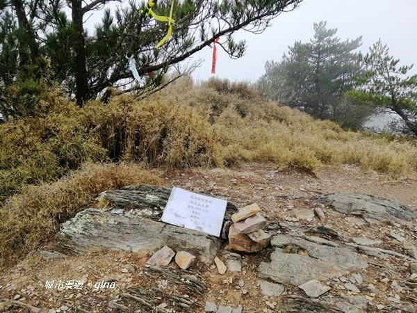 【南投信義】霧鎖山林~一趟座車比爬山還累的百岳。 No60百