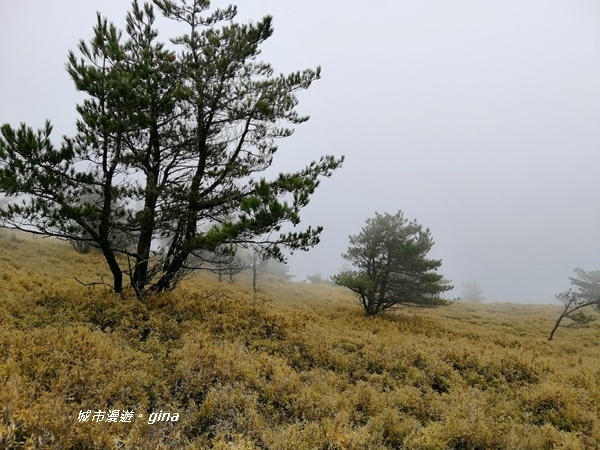 【南投信義】霧鎖山林~一趟座車比爬山還累的百岳。 No60百