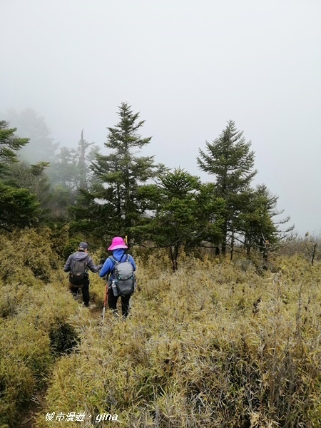 【南投信義】霧鎖山林~一趟座車比爬山還累的百岳。 No60百