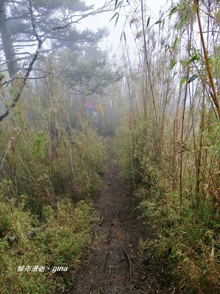 【南投信義】霧鎖山林~一趟座車比爬山還累的百岳。 No60百