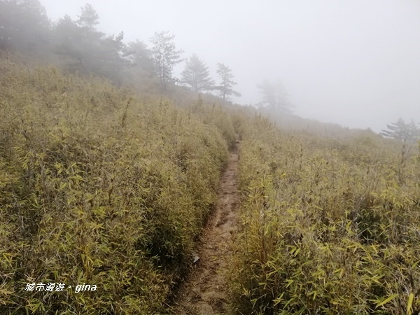 【南投信義】霧鎖山林~一趟座車比爬山還累的百岳。 No60百