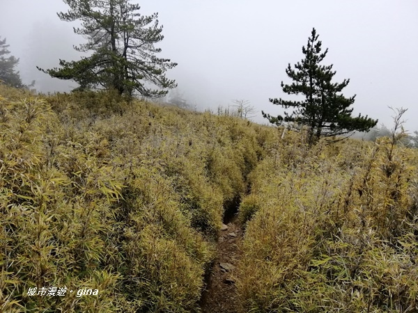 【南投信義】霧鎖山林~一趟座車比爬山還累的百岳。 No60百