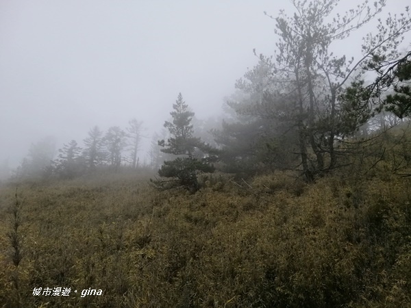 【南投信義】霧鎖山林~一趟座車比爬山還累的百岳。 No60百