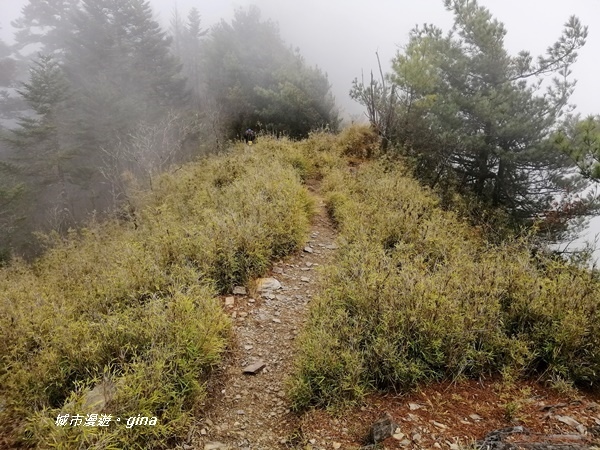 【南投信義】霧鎖山林~一趟座車比爬山還累的百岳。 No60百