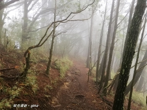 【南投信義】霧鎖山林~一趟座車比爬山還累的百岳。 No60百