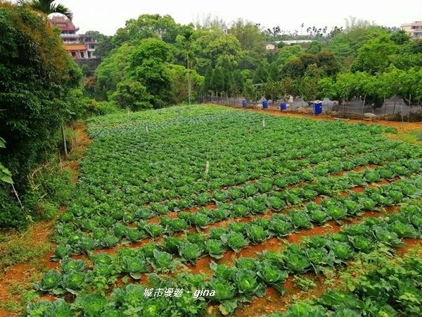 【彰化員林】健身休閒人氣步道。藤山步道