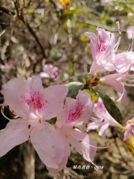 IMG_20200418_112040.jpg IMG_20200418_112040.jpg