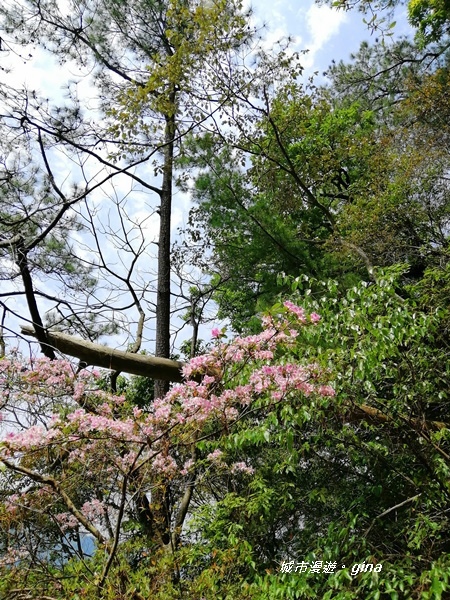 IMG_20200418_112142.jpg IMG_20200418_112142.jpg