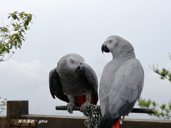 IMG_20200418_135306.jpg IMG_20200418_135306.jpg