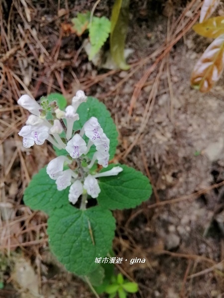 IMG_20200418_143613.jpg IMG_20200418_143613.jpg