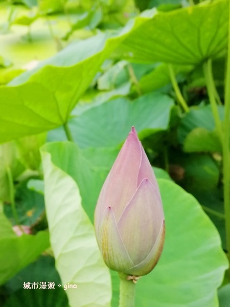 IMG_20200510_173340.jpg IMG_20200510_173340.jpg