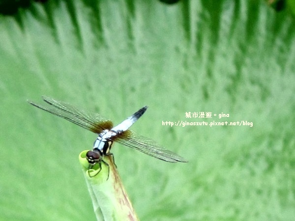 IMG_20200510_173343.JPG IMG_20200510_173343.JPG