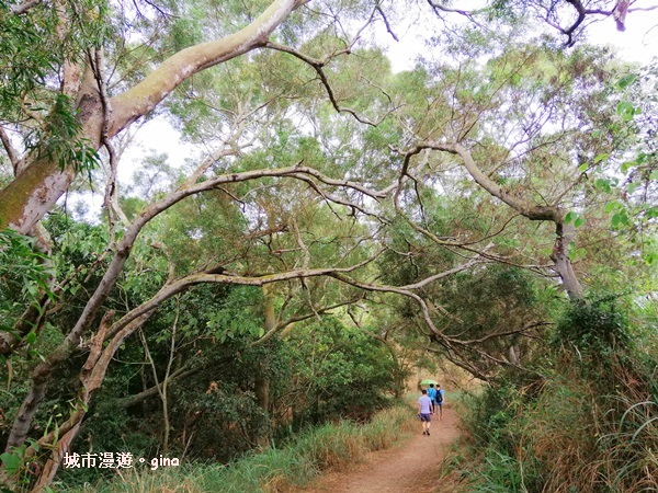 【彰化】郊山步道有如迷宮。 桃源里~彰師大寶山校區後山步道