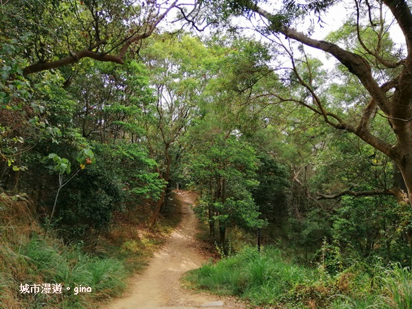 【彰化】郊山步道有如迷宮。 桃源里~彰師大寶山校區後山步道