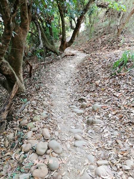 【彰化】郊山步道有如迷宮。 桃源里~彰師大寶山校區後山步道