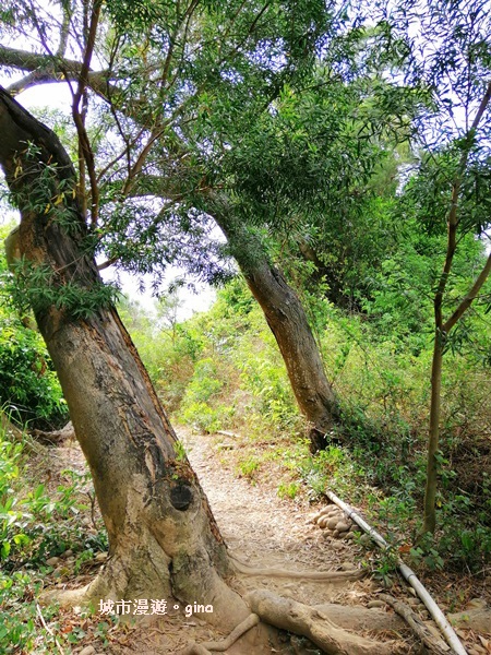 【彰化】郊山步道有如迷宮。 桃源里~彰師大寶山校區後山步道