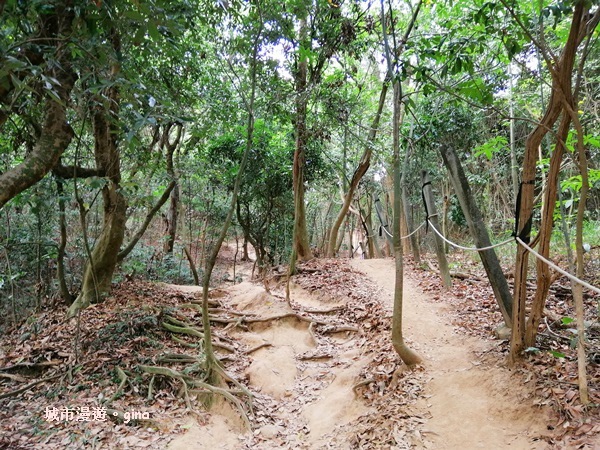 【彰化】郊山步道有如迷宮。 桃源里~彰師大寶山校區後山步道