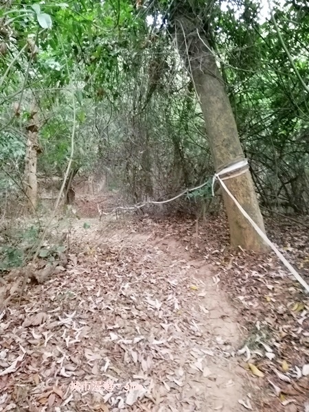 【彰化】郊山步道有如迷宮。 桃源里~彰師大寶山校區後山步道