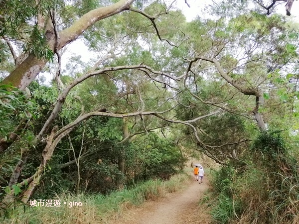 【彰化】郊山步道有如迷宮。 桃源里~彰師大寶山校區後山步道